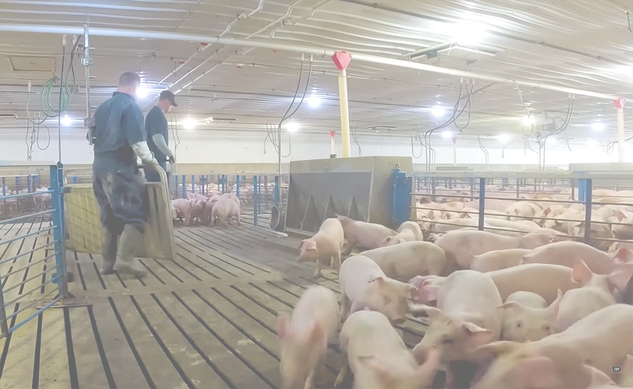 pigs for sale