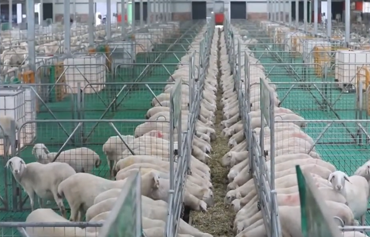 sheep for sale