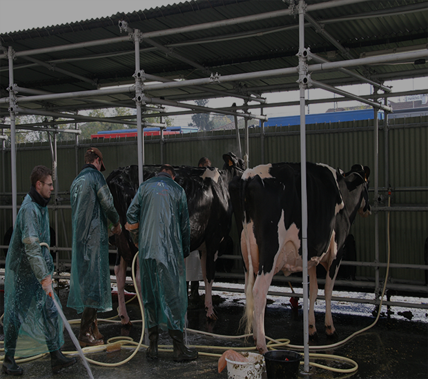 Cows For sale