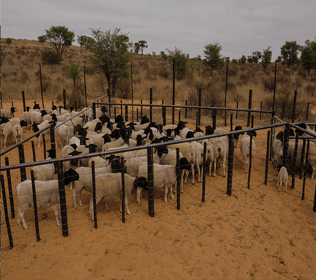Cows For sale