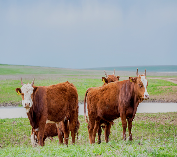 Cows For sale