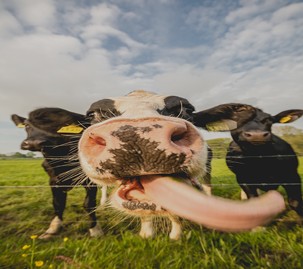 Cows For sale