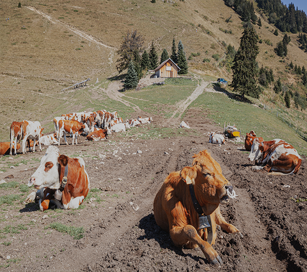 Cows For sale