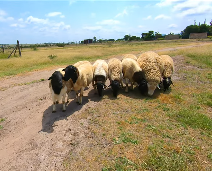 sheep for sale