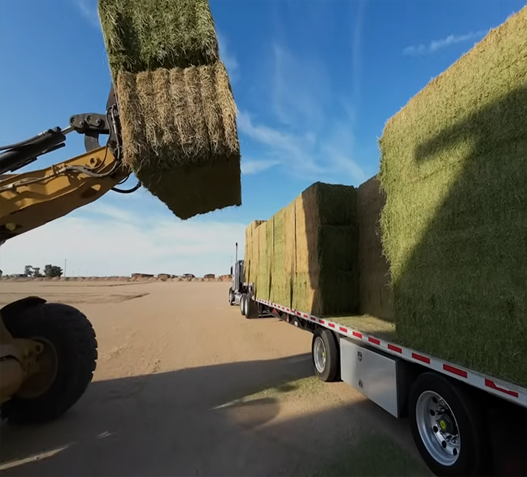Hay for sale
