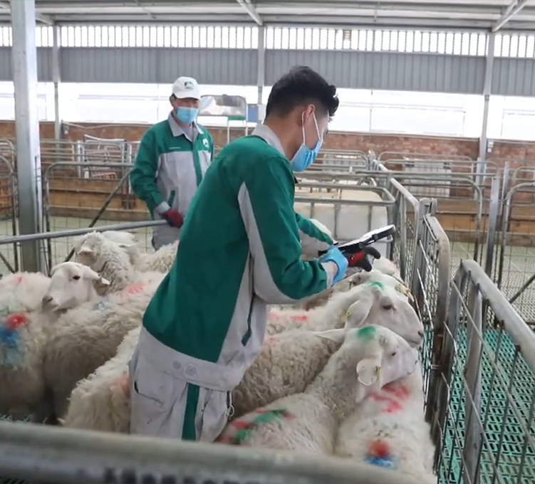 sheep for sale
