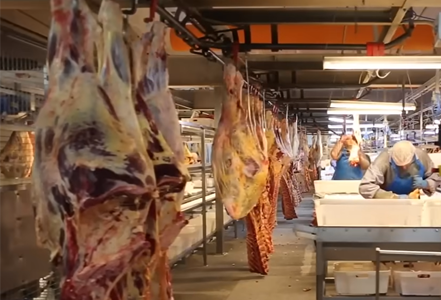 beef exporters