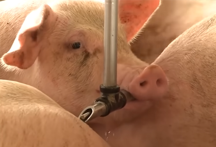 pigs for sale