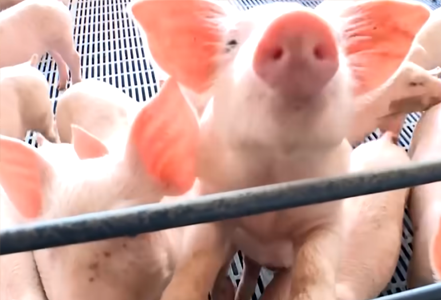 pigs for sale