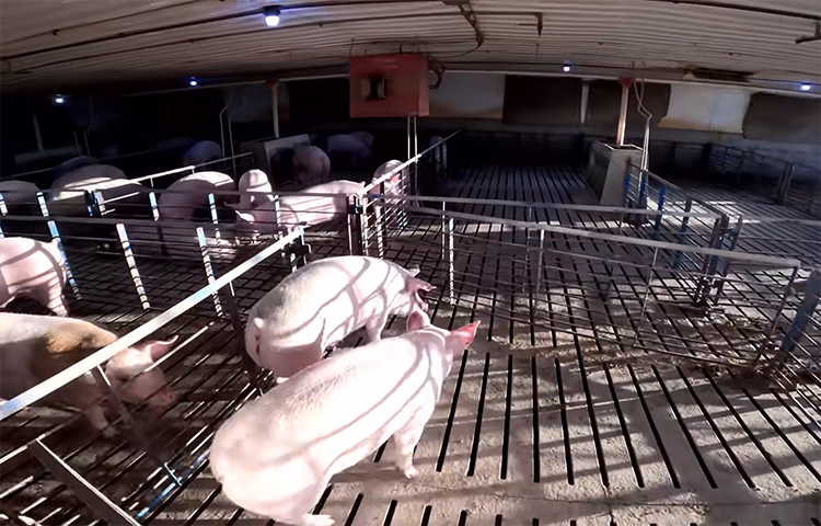 pigs for sale