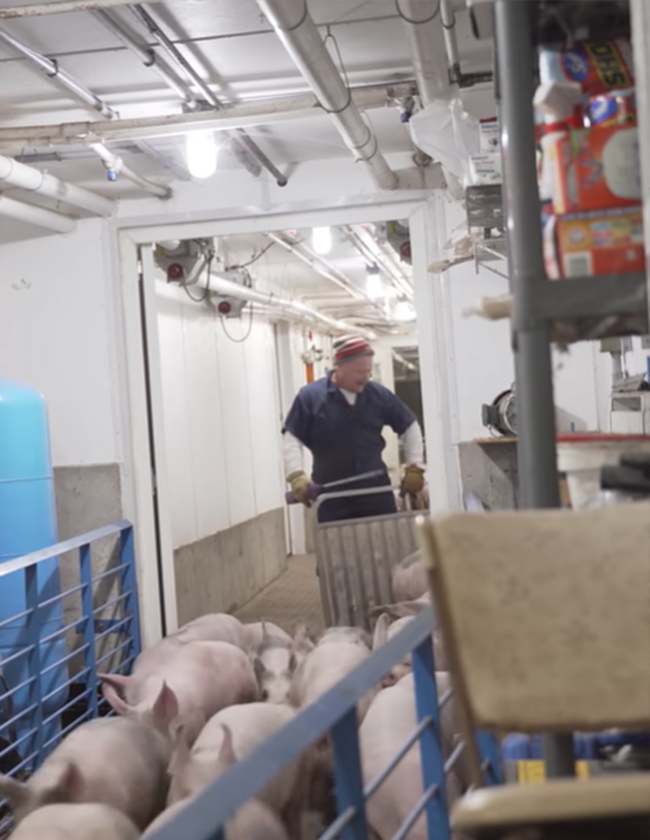 pigs for sale